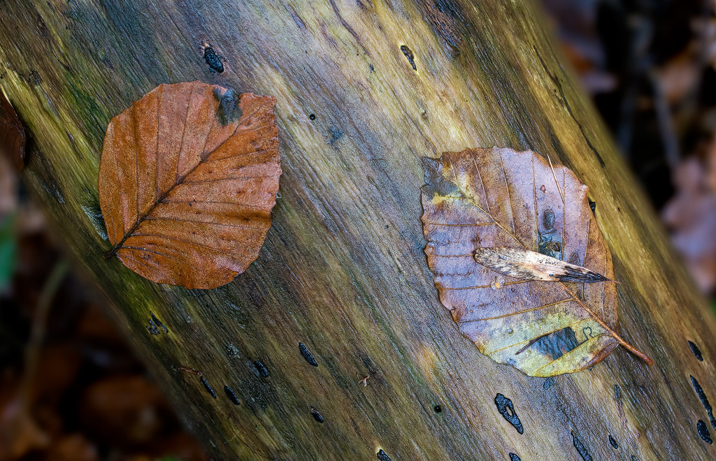 4711 Blatt-SAM_0722-1-Kopie.jpg